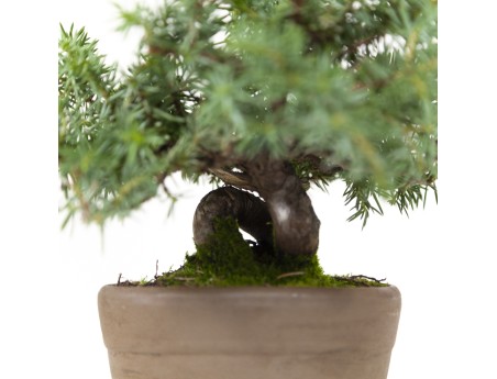 Juniperus rigida - Enebro - 15 cm