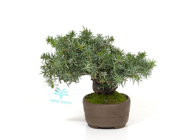 Juniperus rigida - Jeneverbes - 15 cm 2