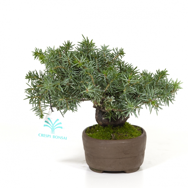 Juniperus rigida - Jeneverbes - 15 cm