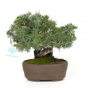 Juniperus rigida - Jeneverbes - 15 cm
