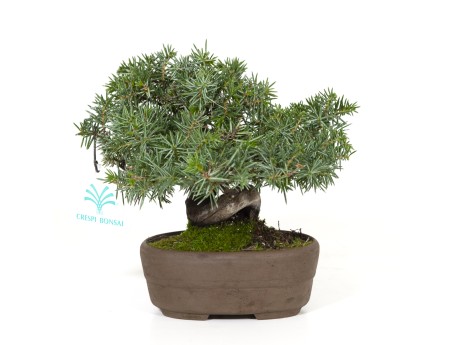 Juniperus rigida - Temple juniper - 15 cm