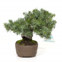 Juniperus rigida - Jeneverbes - 15 cm