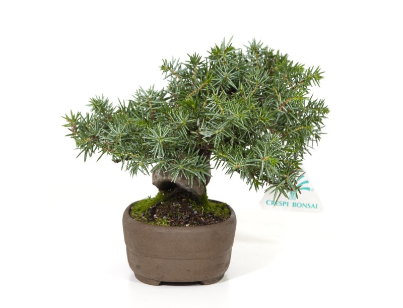 Juniperus rigida - Genévrier rigide - 15 cm