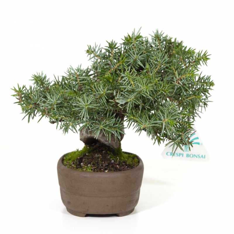 Juniperus rigida - Jeneverbes - 15 cm
