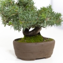 Juniperus rigida - Jeneverbes - 15 cm