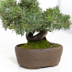 Juniperus rigida - Genévrier rigide - 15 cm