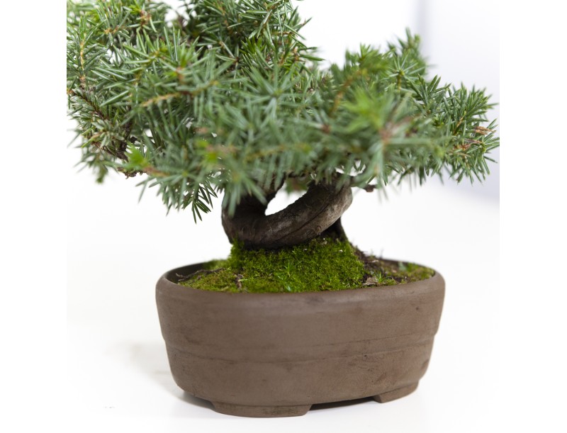 Juniperus rigida - Enebro - 15 cm