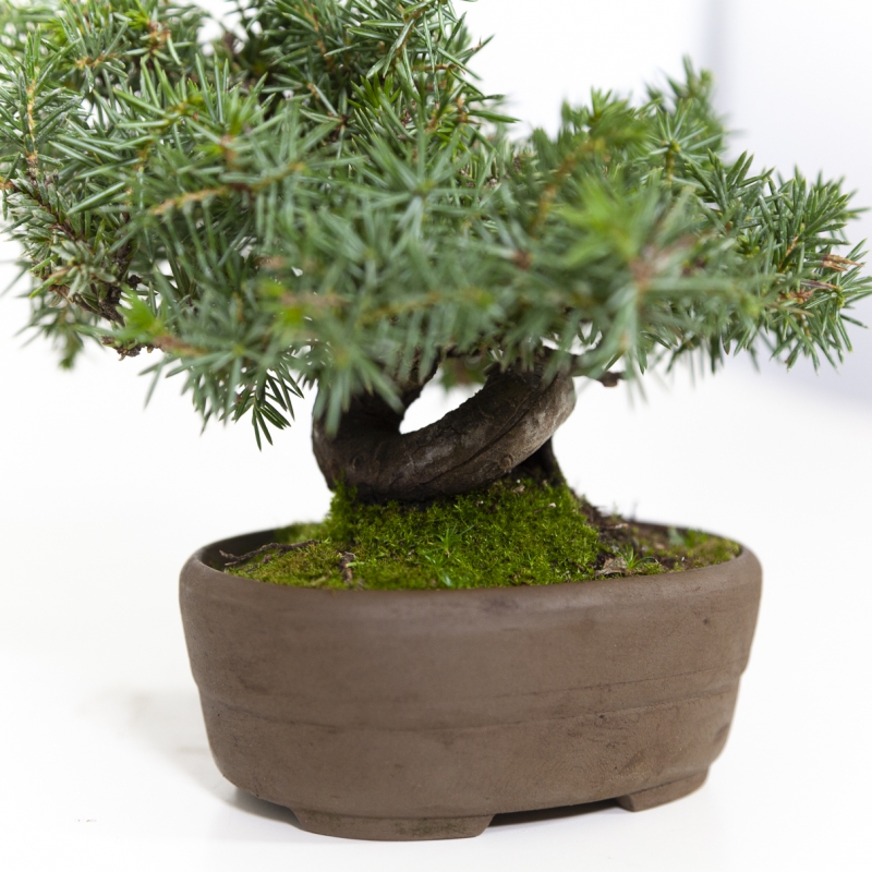 Juniperus rigida - Jeneverbes - 15 cm
