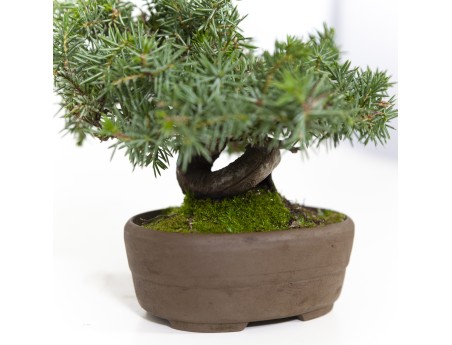 Juniperus rigida - Wacholder - 15 cm