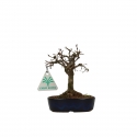 Zelkova serrata - Orme - 13 cm