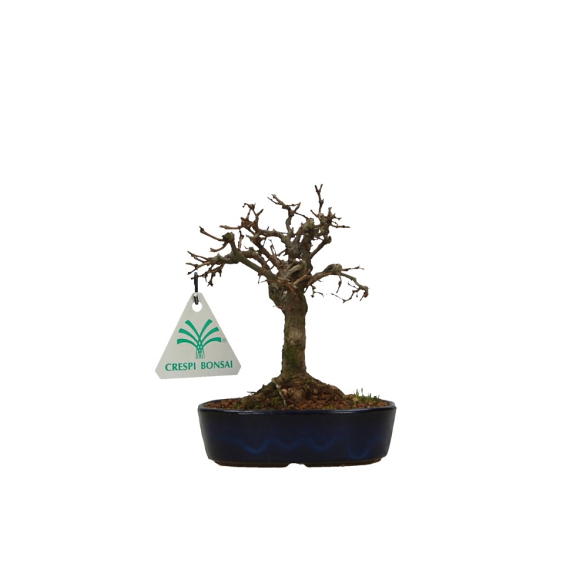 Zelkova serrata - Olmo - 13 cm