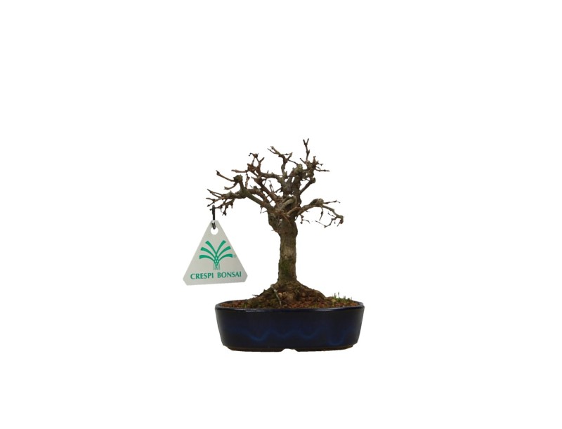 Zelkova serrata – Ulme – 13 cm