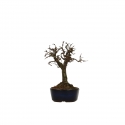 Zelkova serrata - Olmo - 13 cm