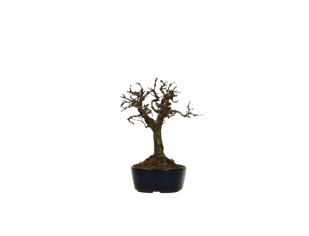 Zelkova serrata - Orme - 13 cm 2