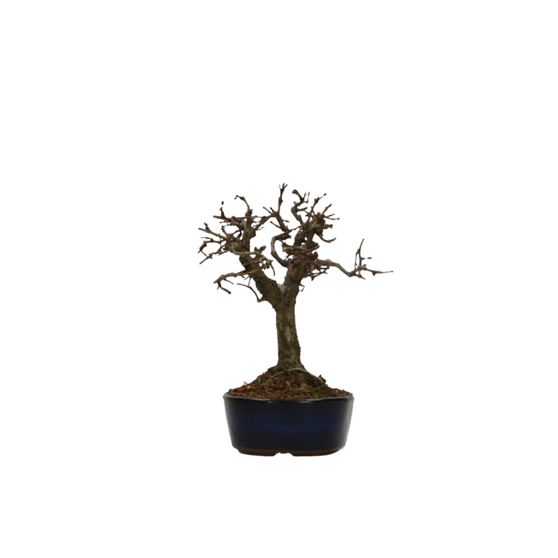 Zelkova serrata - Olmo - 13 cm