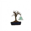 Zelkova serrata - Olmo - 13 cm