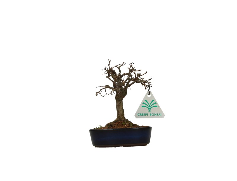 Zelkova serrata - Elm - 13 cm