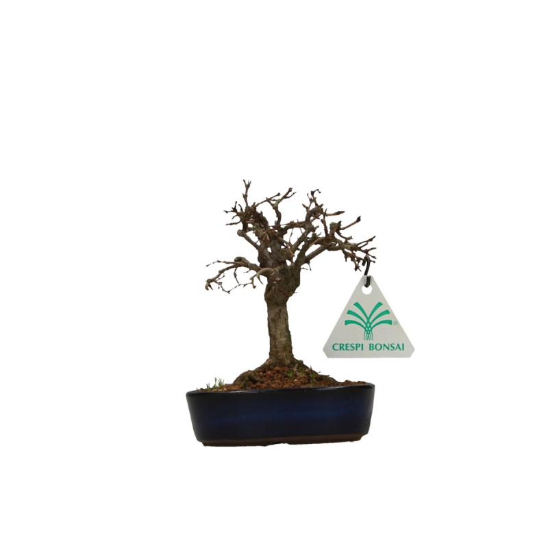 Zelkova serrata - Olmo - 13 cm