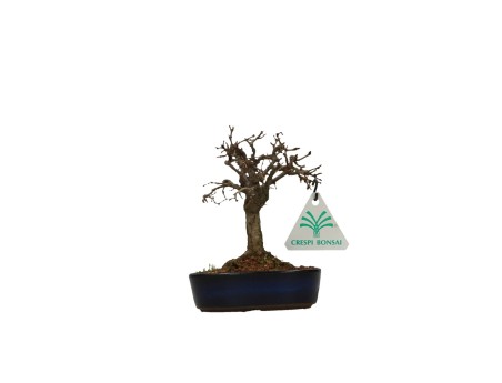 Zelkova serrata - Olmo - 13 cm