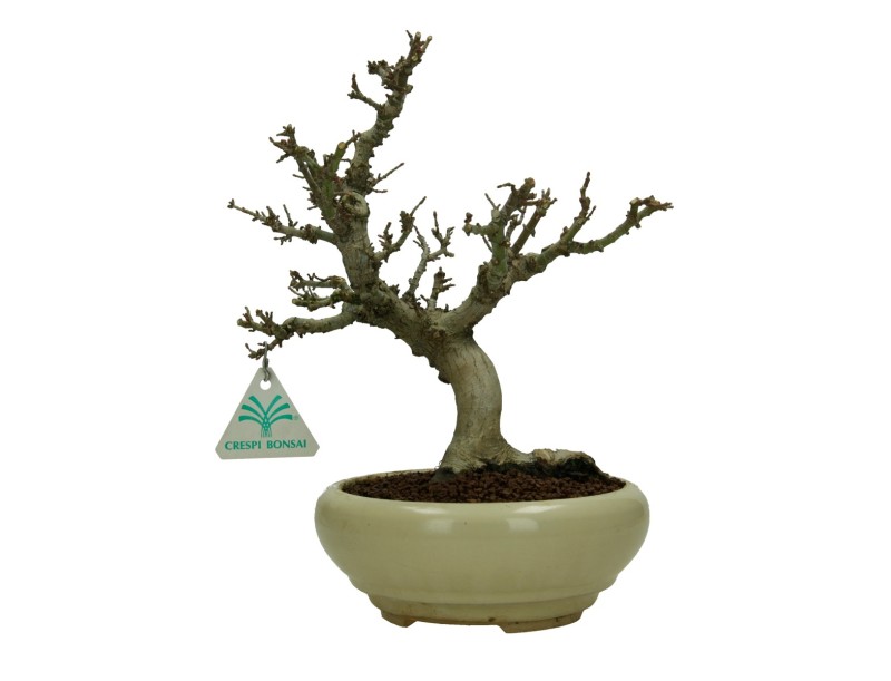 Acer palmatum Kotohime - Acero - 30 cm