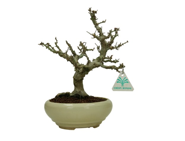 Acer palmatum Kotohime - Ahorn - 30 cm 2