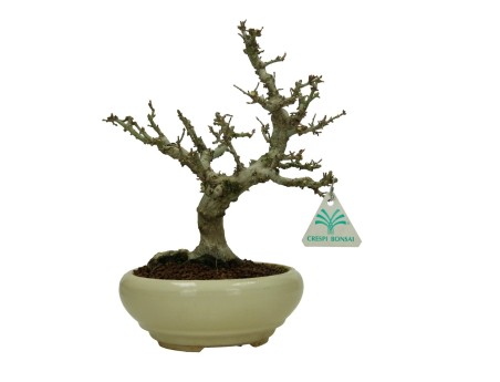 Acer palmatum Kotohime - Ahorn - 30 cm