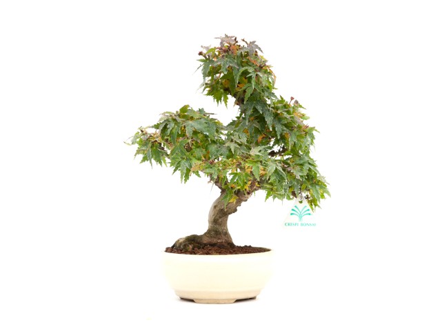 Acer palmatum Kotohime - Arce - 30 cm