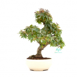 Acer palmatum Kotohime - Maple - 30 cm