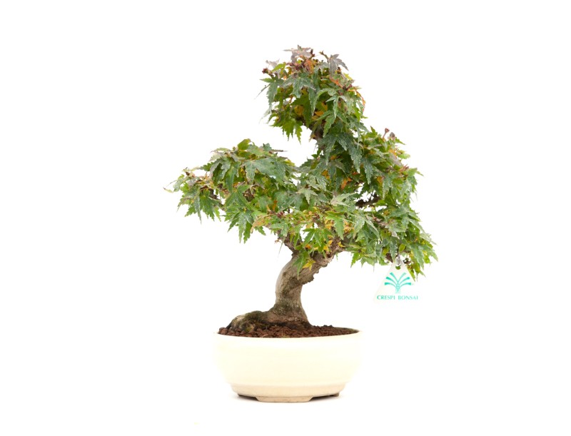 Acer palmatum Kotohime - Maple - 30 cm