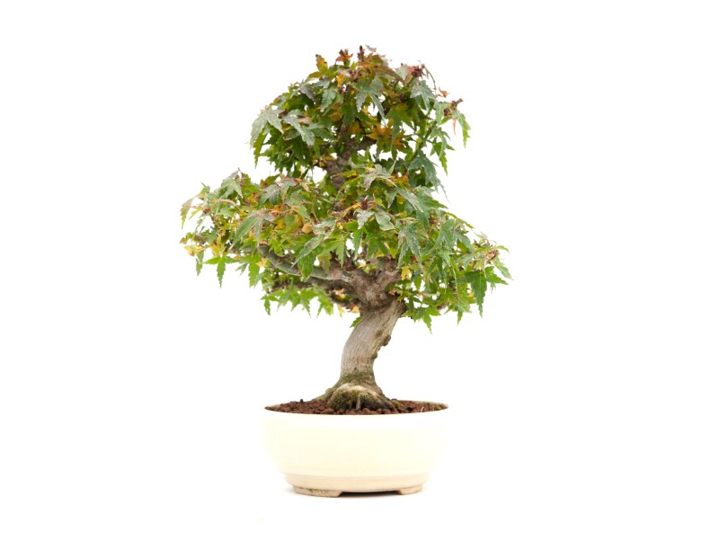 Acer palmatum Kotohime - Esdoorn - 30 cm