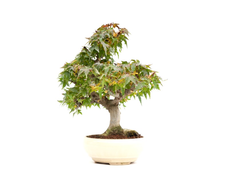 Acer palmatum Kotohime - Acero - 30 cm