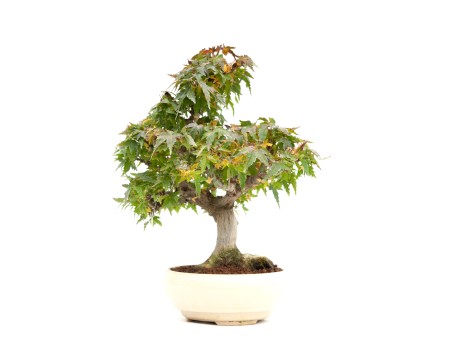 Acer palmatum Kotohime - Ahorn - 30 cm