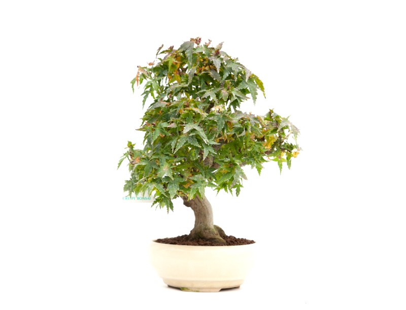 Acer palmatum Kotohime - Esdoorn - 30 cm