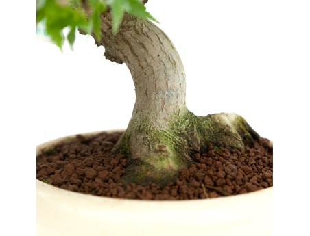 Acer palmatum Kotohime - Maple - 30 cm