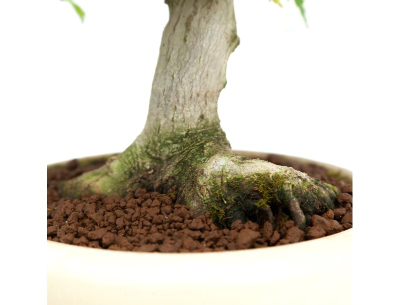 Acer palmatum Kotohime - Arce - 30 cm