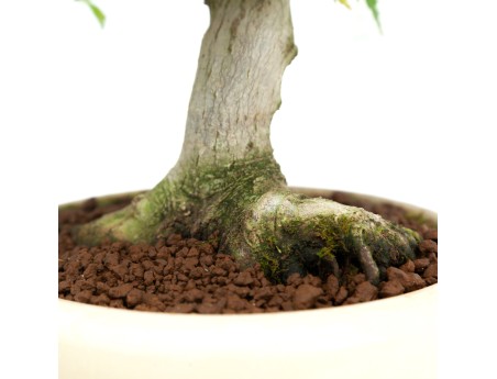 Acer palmatum Kotohime - Ahorn - 30 cm