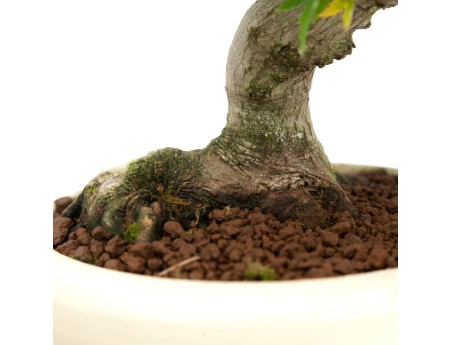 Acer palmatum Kotohime - Maple - 30 cm