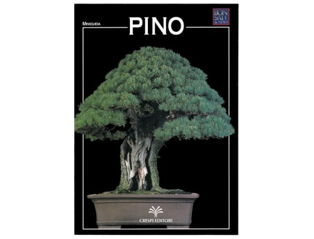 Pino - Miniguida BONSAI & news
