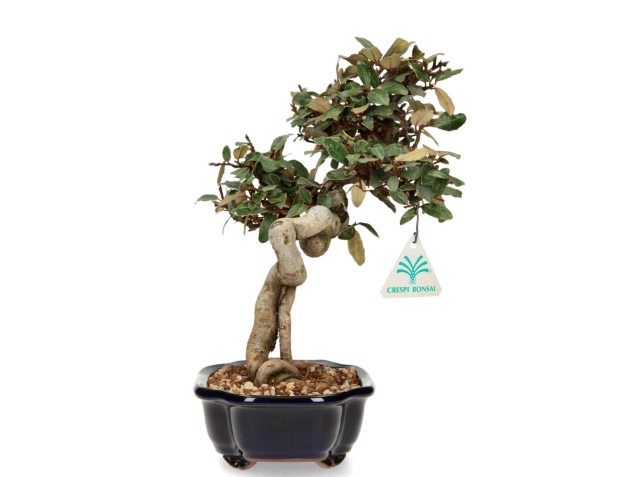 Elaeagnus pungens - Olivagno - 28 cm 2