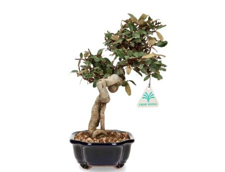 Elaeagnus pungens - Oléastre - 28 cm