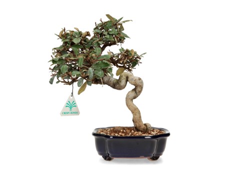 Elaeagnus pungens - Olivagno - 28 cm