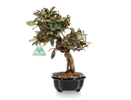 Elaeagnus pungens - Silverberry - 28 cm