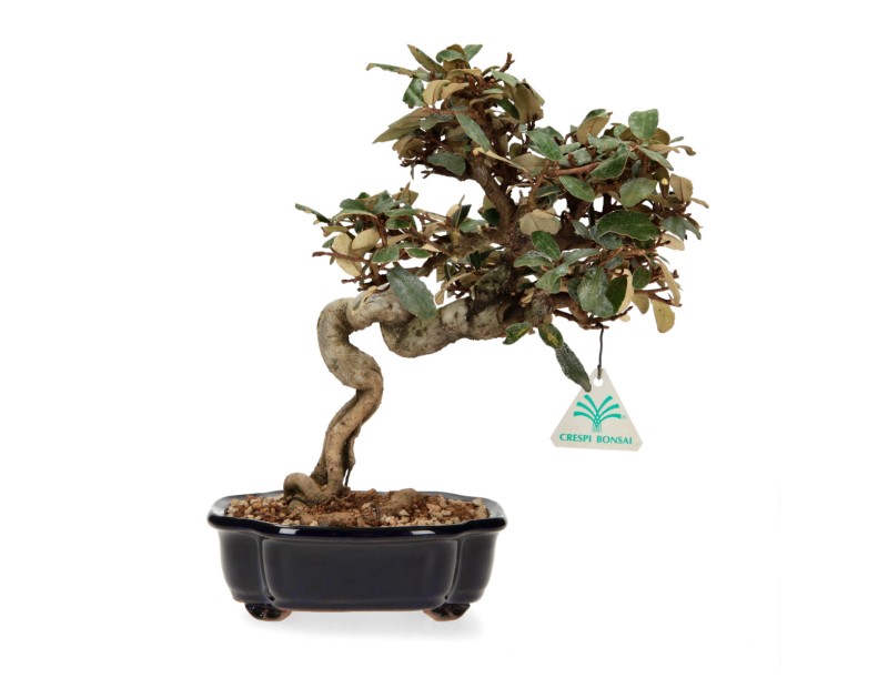 Elaeagnus pungens - Oléastre - 28 cm