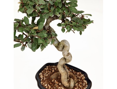 Elaeagnus pungens - Silverberry - 28 cm