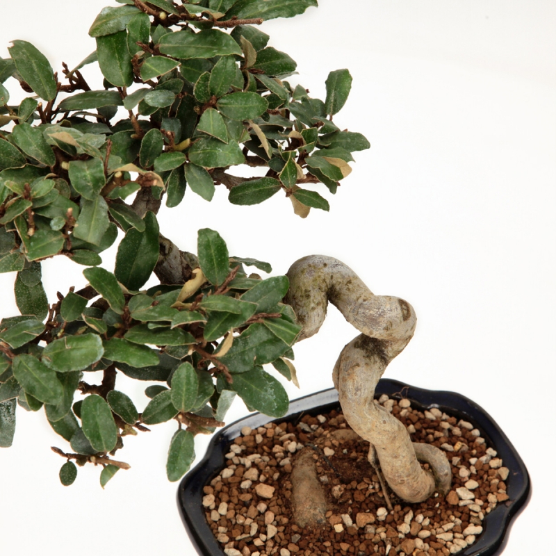 Elaeagnus pungens - Silverberry - 28 cm