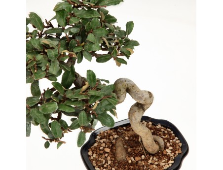 Elaeagnus pungens - Silverberry - 28 cm