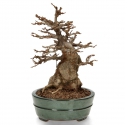 Acer buergerianum - acero - 30 cm