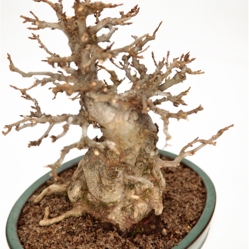 Acer buergerianum - acero - 30 cm
