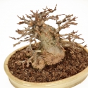Acer buergerianum - acero - 20,5 cm