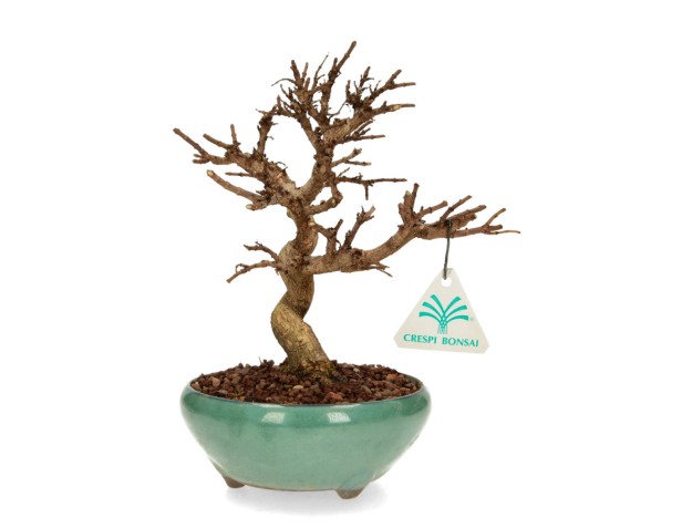 Adina pilulifera - 21 cm 2